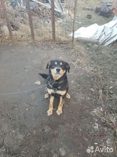 Отдам в добрые руки