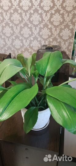 Комнатные цветы