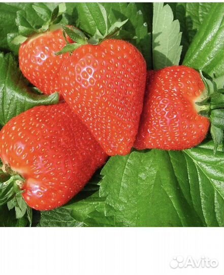 Рассада клубники