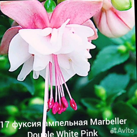 Фуксия