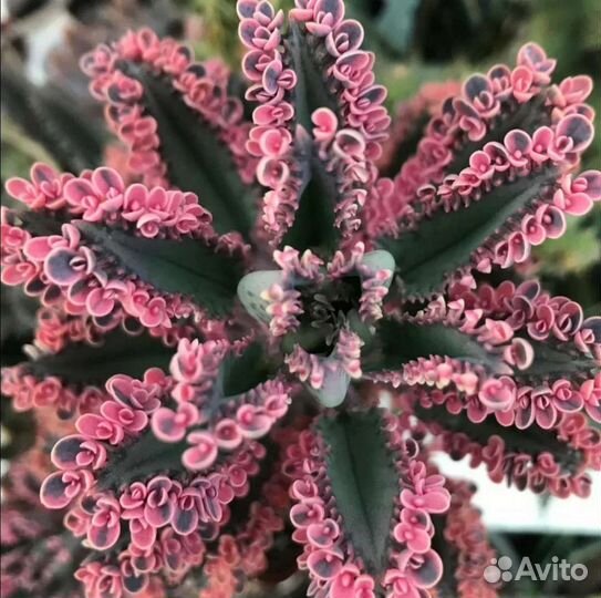 Каланхоэ розовые бабочки. Комнатные цветы