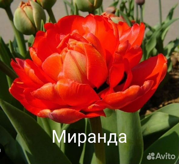 Луковицы тюльпанов. Рябчик шахматный