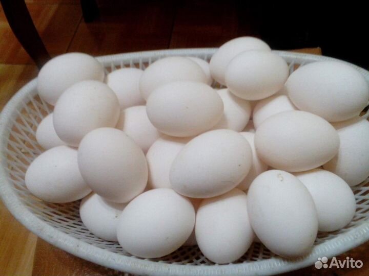 Белоснежные Леггорн с идеальным оперением