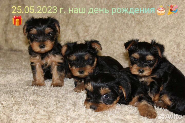 Йоркширский терьер щенки