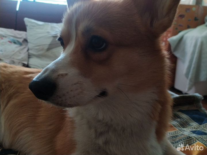 Вельштерьер