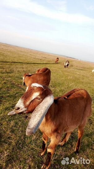 Продам коз