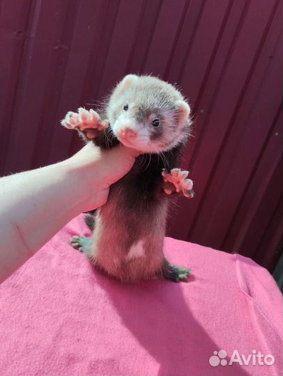 Мики Маус. Хорёк. Ветпаспорт. Доставка