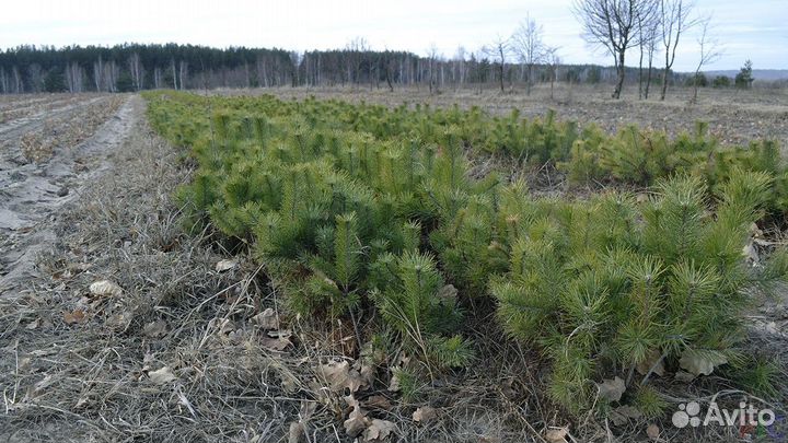 Сосна, ель сеянцы с окс и зкс