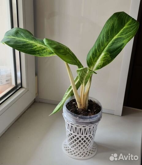 Аглаонема король сиама