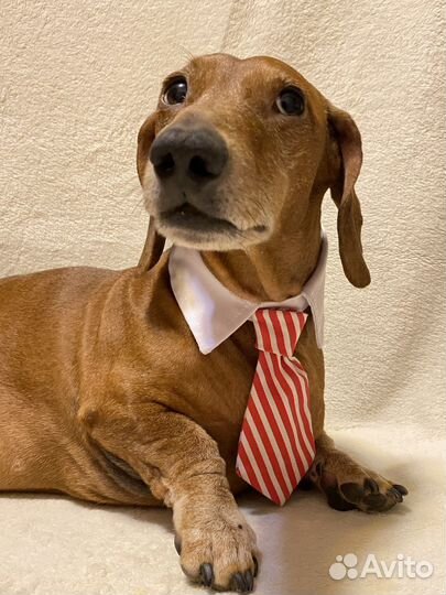 Галстук для собак