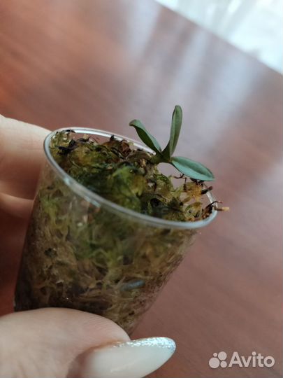 Орхидея фаленопсис