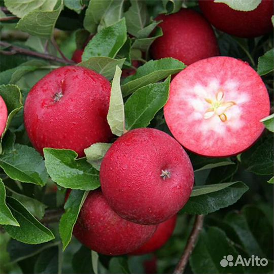 Саженцы яблони Ред пешн