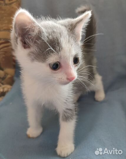 Серо белый котенок