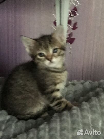 Котята в добрые руки бесплатно