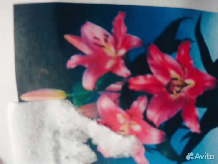 Лилии голландские 1.2-2 метра