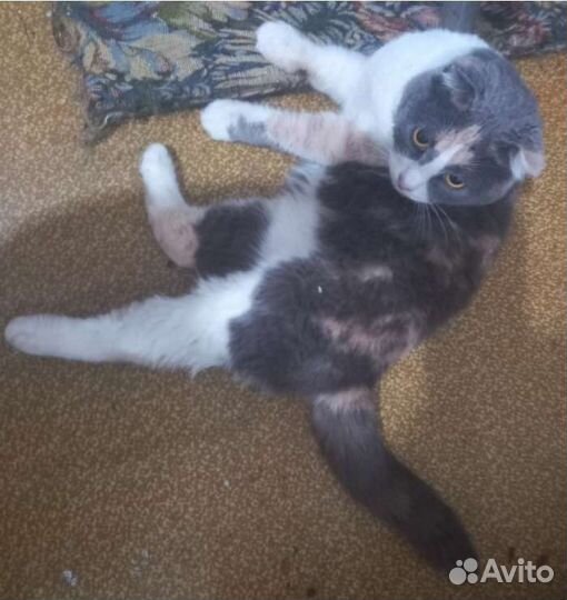 Кошка в дар
