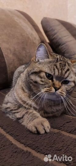 Шотландская кошечка