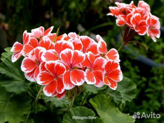 Пеларгония герань 