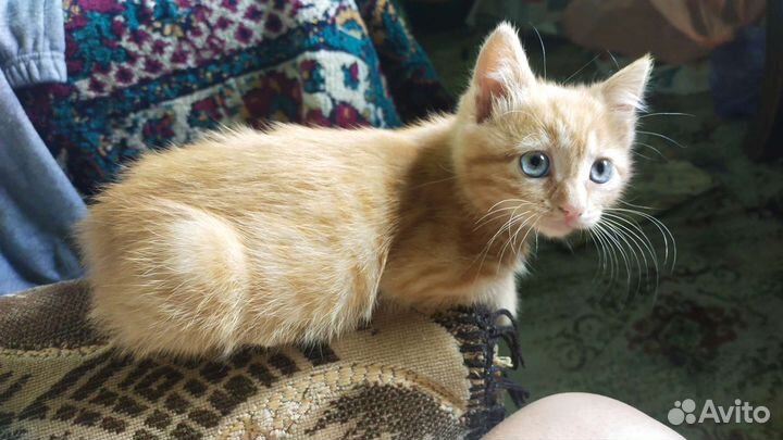 Кошка в дар бесплатно