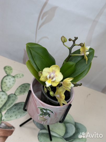 Орхидея фаленопсис