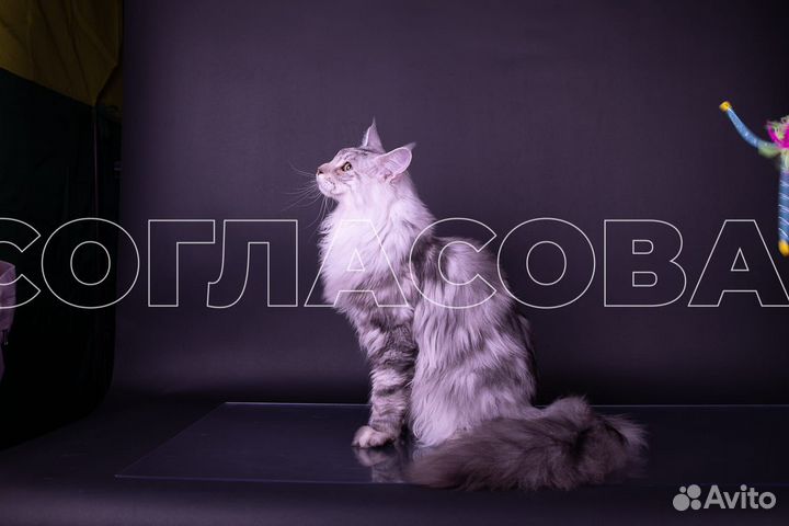 Котята мейн-кун