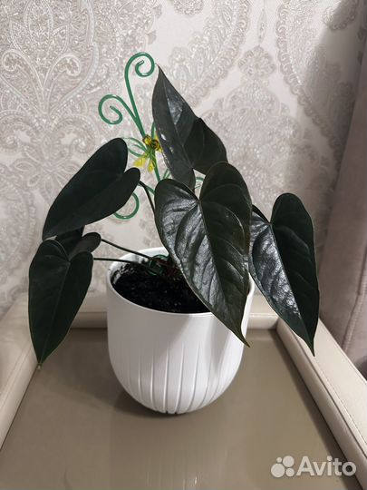 Антуриум черный