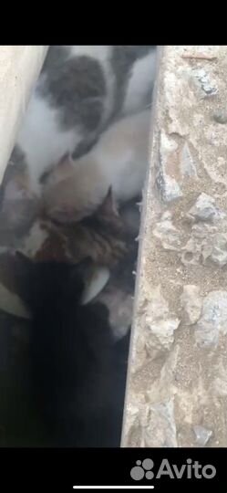 Кошка с детьми ищет семью