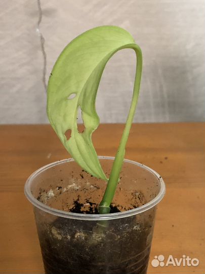 Монстера манки