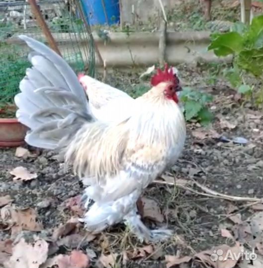 Мильфлёр Изабелловый