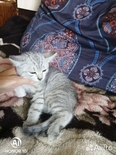 Кошка бесплатно
