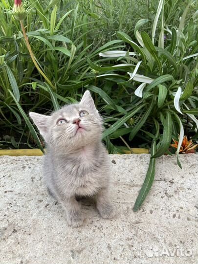 Кошки в добрые руки бесплатно