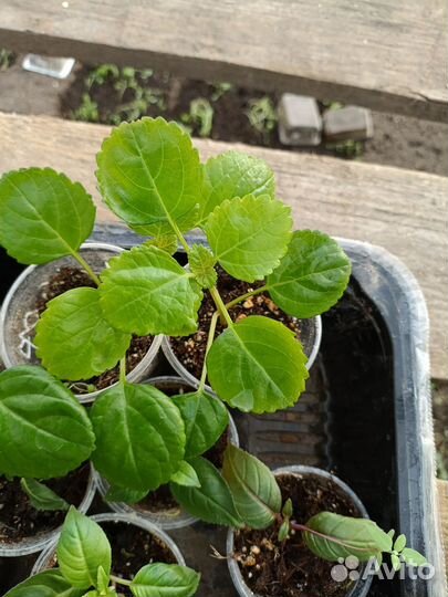 Плектрантус южный