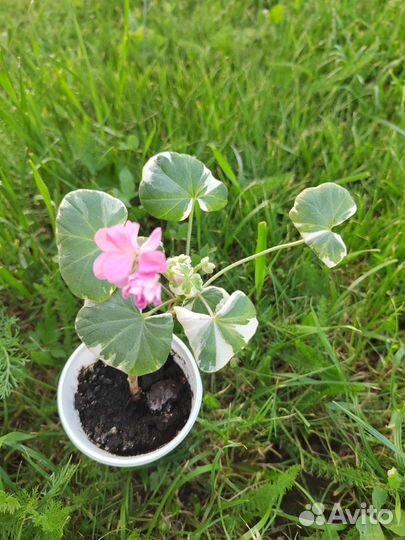 Герань пеларгония