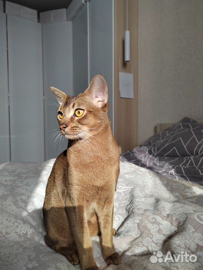 Абиссинский кот вязка, Одинцово, мо