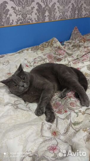 Кошечка в добрые руки