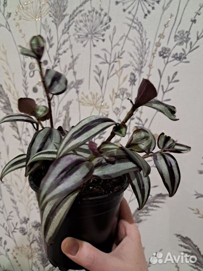 Традесканция зебрина