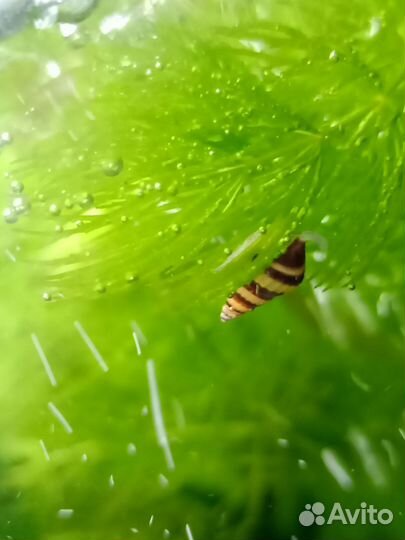 Моллинезии,хелены