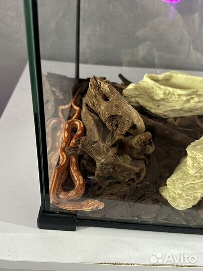 Моисовый полоз