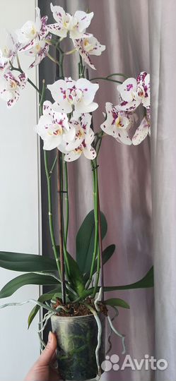 Орхидея фаленопсис Танго