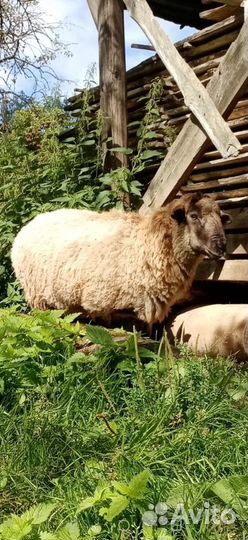Бараны на племя