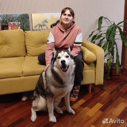 Выгул собак и передержка, догситтер
