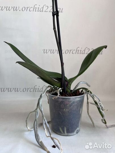 Фаленопсис 