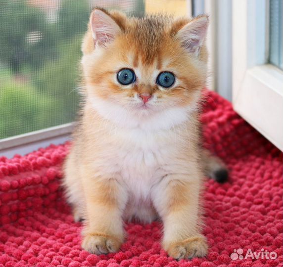 Котята золотые британские шиншиллы