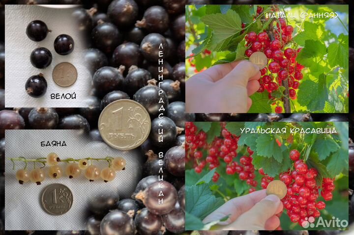 Саженцы смородины (11 сортов)