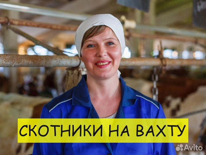 Вахта скотник 18+