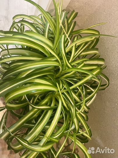 Хлорофитум кудрявый