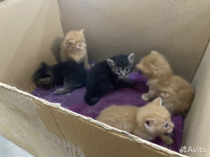 Котята в добрые руки