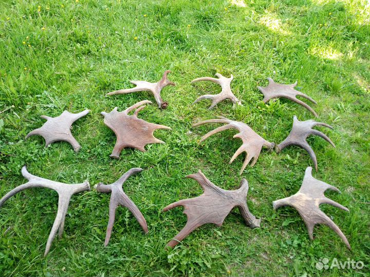 Лосиные Рога