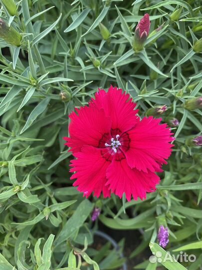 Многолетняя гвоздика