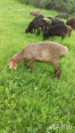 Овцы бараны ягнята